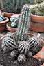 ECHINOPSIS HAKU-JO.jpg